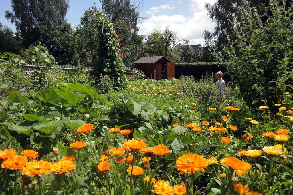 Der Schulgarten der Evangelischen Grundschule Seelitz.