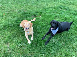 Golden Retriever und schwarzer Labrador mit blauem Halstuch liegen im Gras und schauen nach oben.